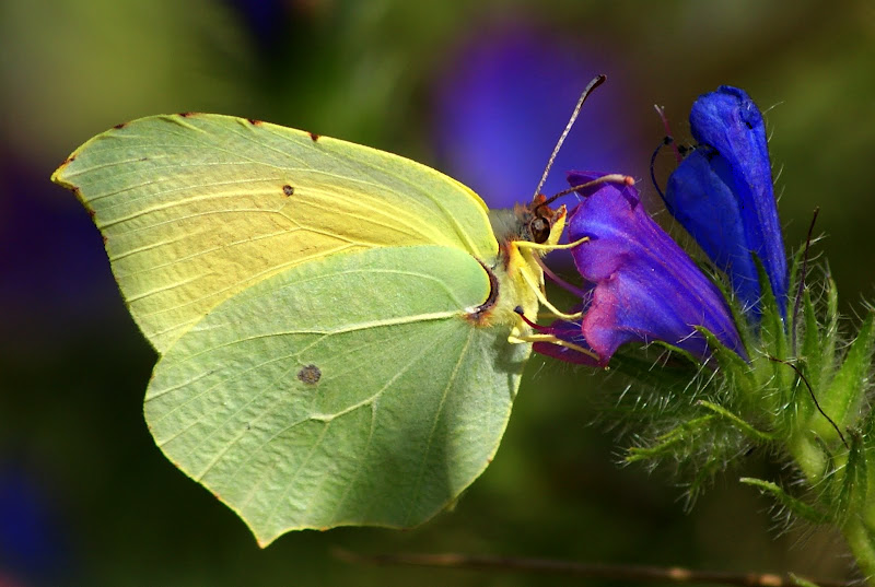 Borboleta