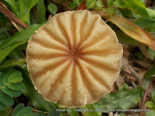 Top View Of A Tiny Mushroom, Looking Very Much Like A Pizza Without The Toppings