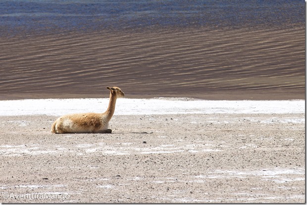 Llama Llama