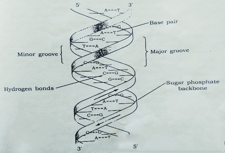 nucleic acid