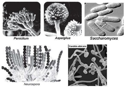 ascomycota