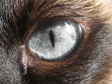 Wolfs Eye