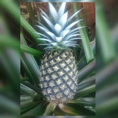 Klasifikasi dan Morfologi Nanas (Ananas comosus)