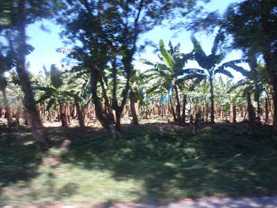 Banana Plantation 