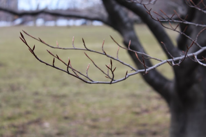 tree branch with buds on it