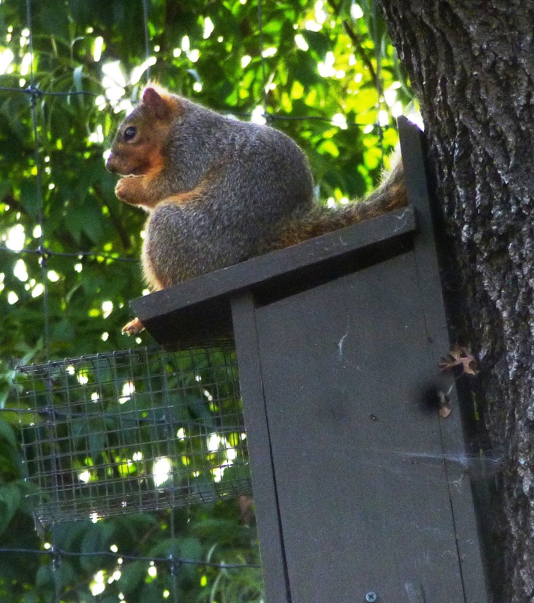 Fox Squirrel