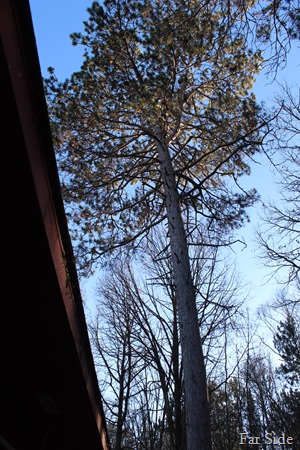 Norway pine to be cut down