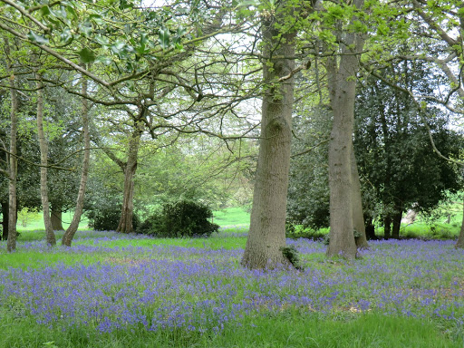 CIMG2934 Bluebells, Squerryes Park