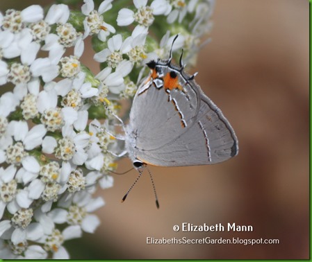 01-hairstreak