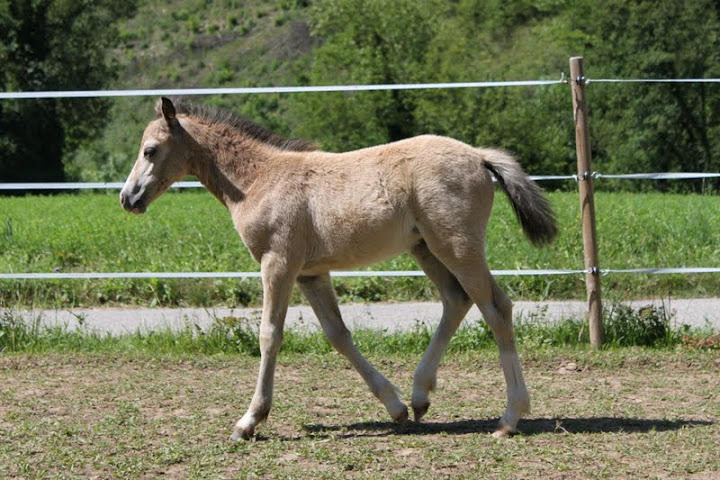 2011 Ballerina d'Ibex welsh par Butleigh Honey et Léon IMG_1690