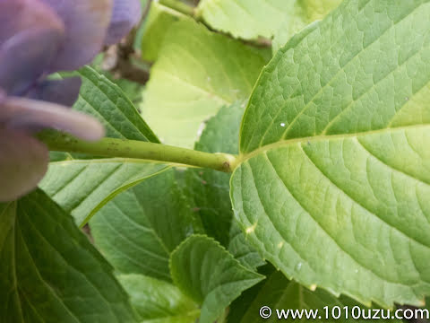 ドライフラワーにするには早い花の場合は花芽を欠く