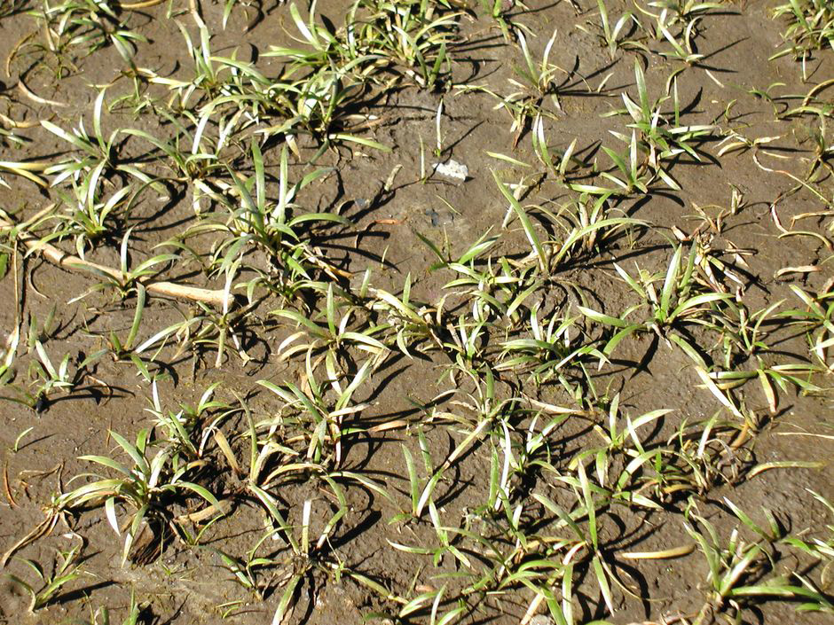 Стрелолист злаковый  (Сагиттария травянистая) (Sagittaria graminea)