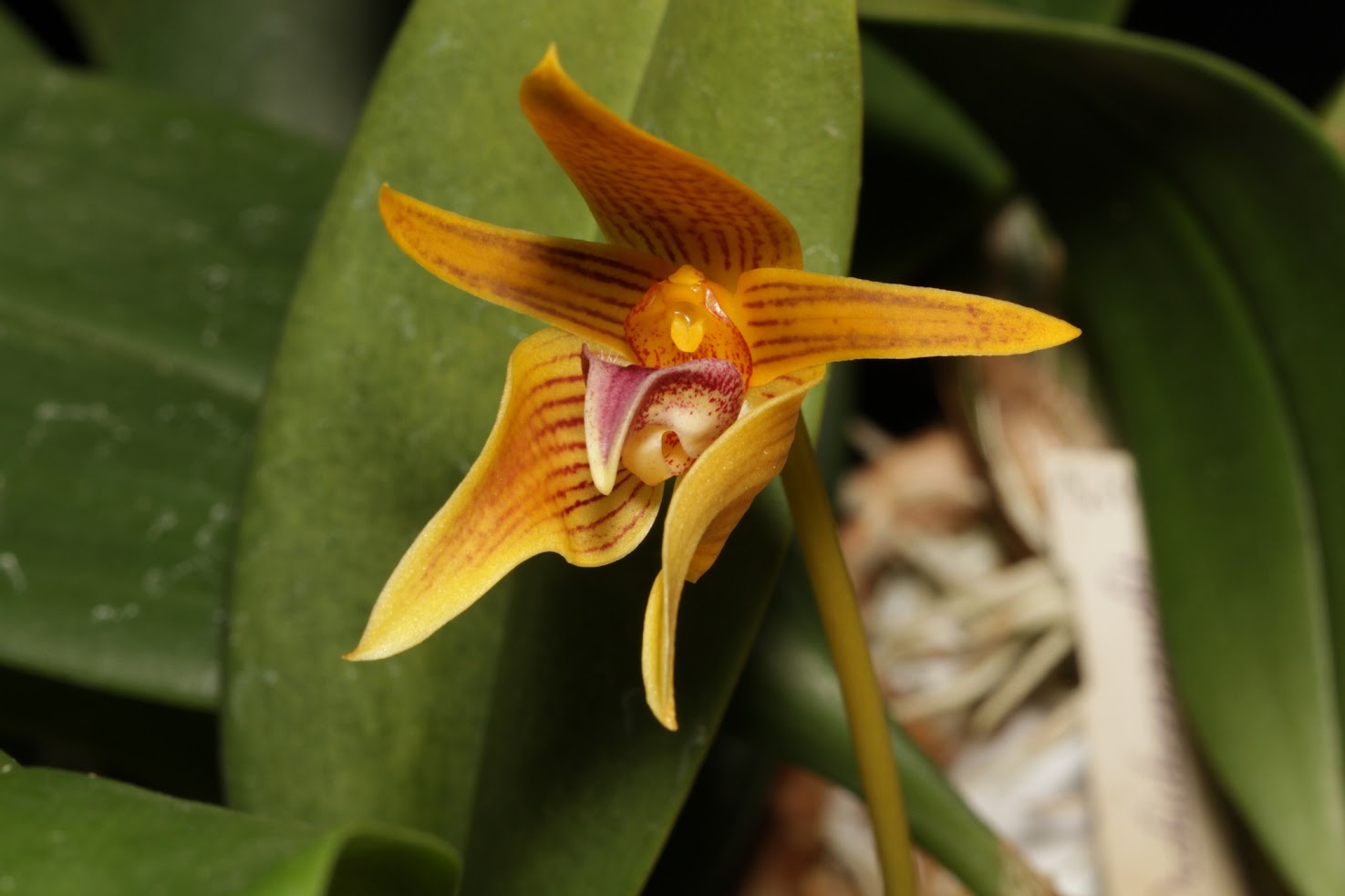 Bulbophyllum smitinandii IMG_6247