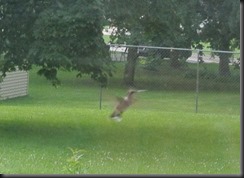 Darting around the yard