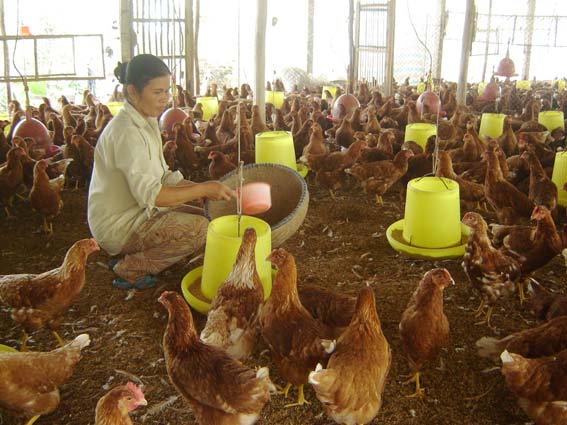 Chú ý khẩu phần ăn trong chăn nuôi gà sinh sản hướng thịt - 55be1b3013bef