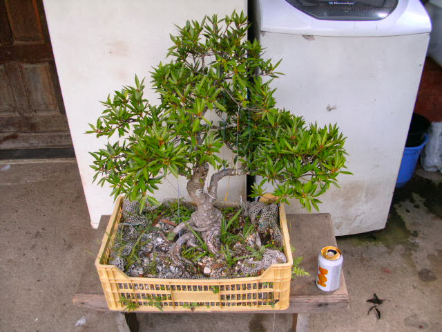 Ficus Nerifolia a venda... PICT3544