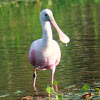 Roseate Spoonbill