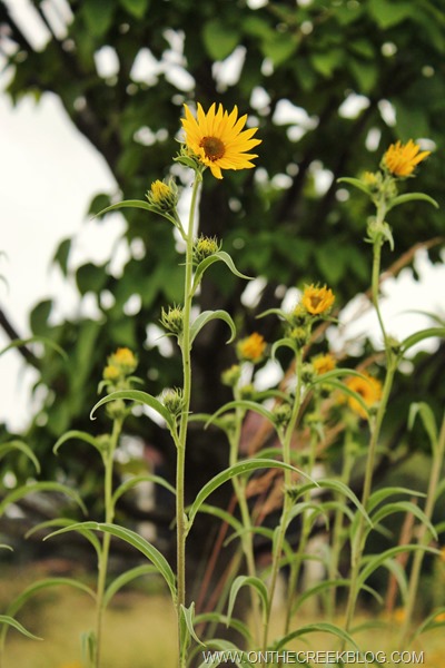 yellow flowers