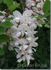 Robinia viscosa x Robinia pseudoacacia