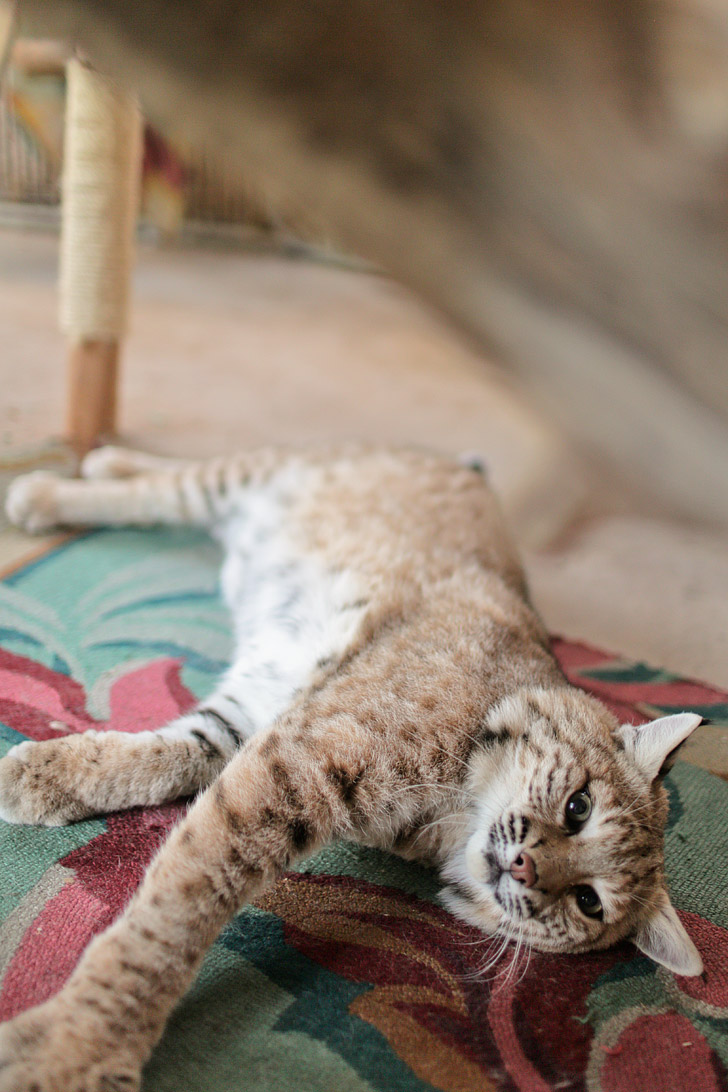 Bobcats as Pets // Exotic Petting Zoo.