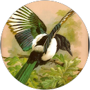 YALLATAN MAGPIE