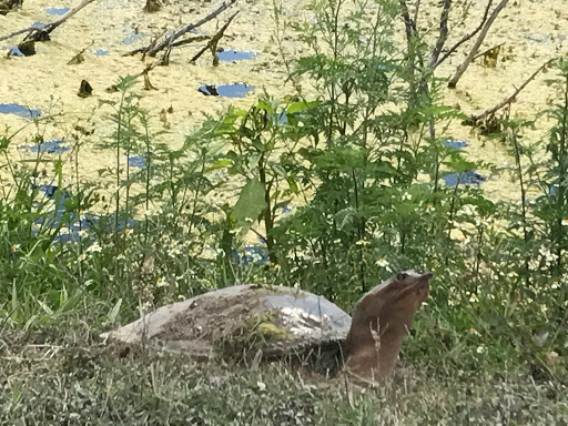 Nature Preserve «Lake Apopka Wildlife Drive», reviews and photos, 2803 Lust Rd, Apopka, FL 32703, USA