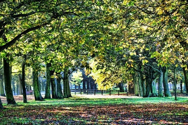 Trees Temple Newsam Leeds