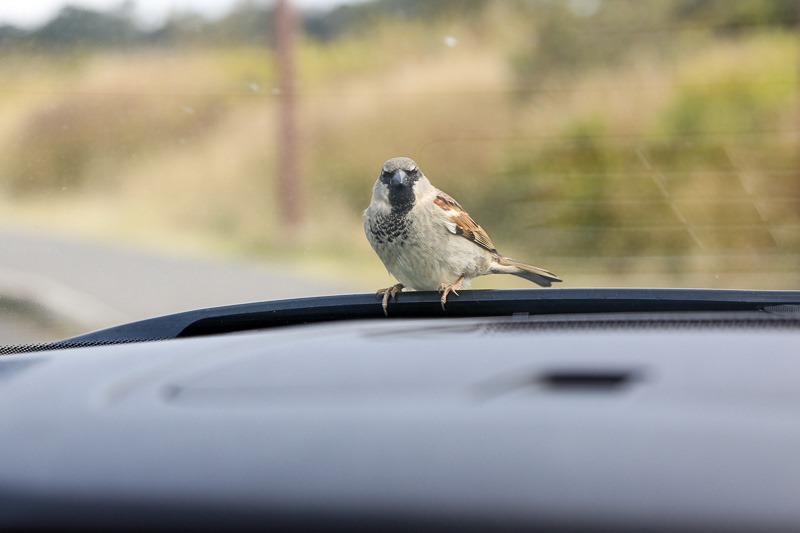 hawaii volcanoes np-24