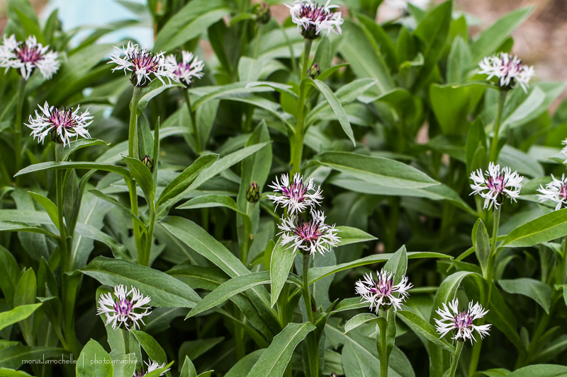 Centaurea Purple Heart Centaurea-purple-heart-130610-79rm