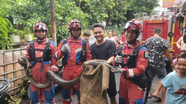 Ular Sanca Memangasa Hewan Warga Di Tanjung Priuk