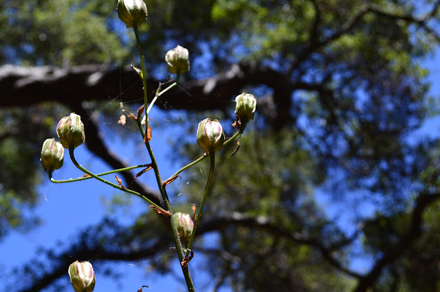 the seed pods of the Humboldt lily, showing a little pink on the edges