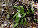 ornithogalum umbellatum