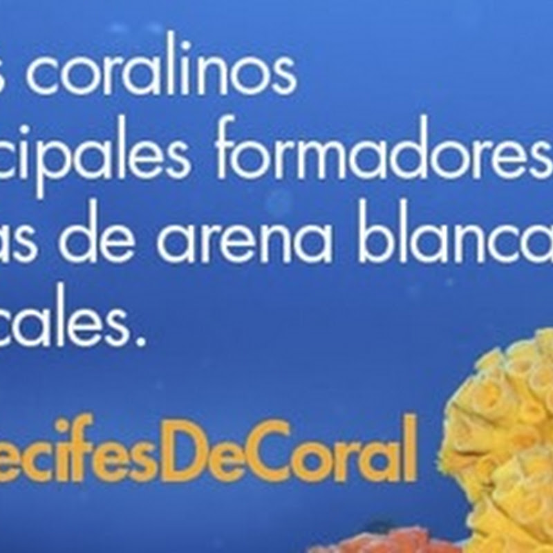 Día Nacional de los Arrecifes de Coral