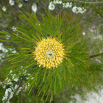 The heath abounds with flowers (Narrow-leaf Drumstick) (32052)