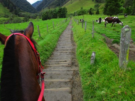 valle de Cocora