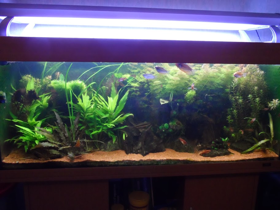 Ma petit histoire Aquariophile de 2009 à aujourd'hui  SAM_1695