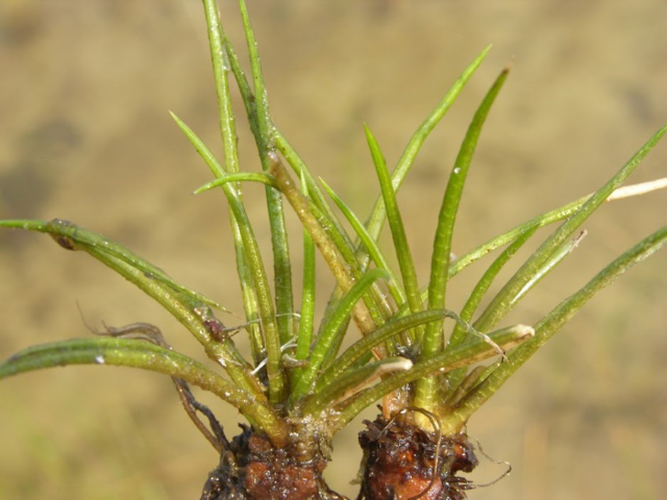 Полушник озерный (Isoetes lacustris)