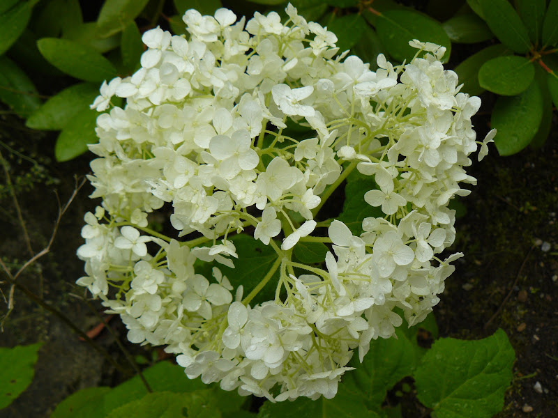 Des floraisons au jardin ... - Page 5 P1030543