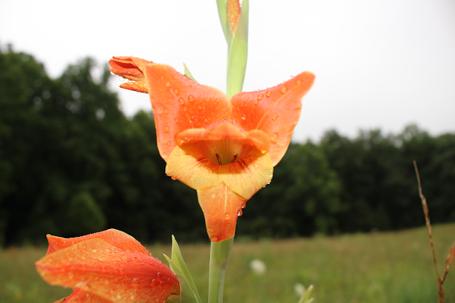 single bloom up close orange gladiolus