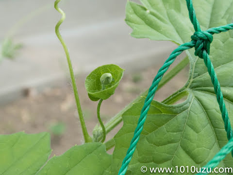 ツルを伸ばしたい段階では花芽は摘み取る