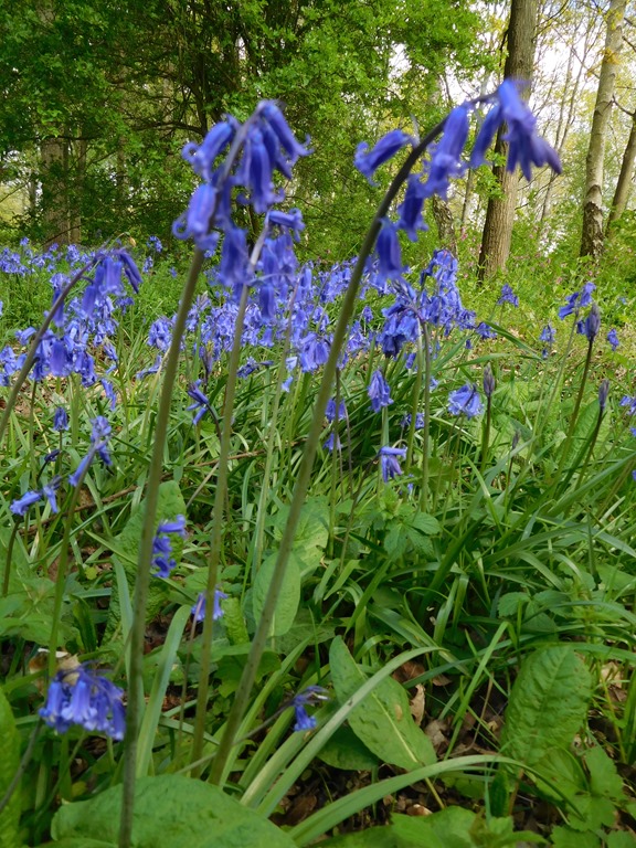 [14-bluebells3]