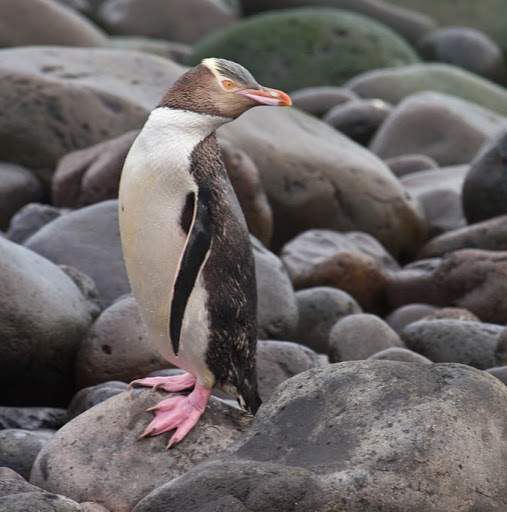 Yellow-eyed Penguin Trust