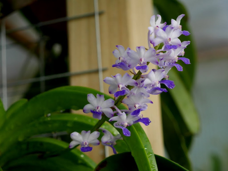 Rhynchostylis coelestis P1060372