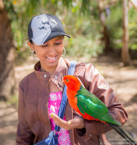 Parrot on me