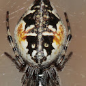 Cyclosa sierrae