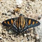 Phocides oreides