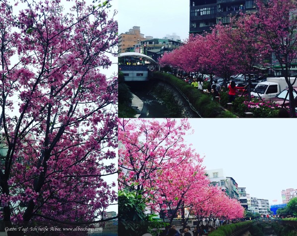 20160405 土城櫻花 12