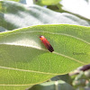 Leaf-mining Beetle