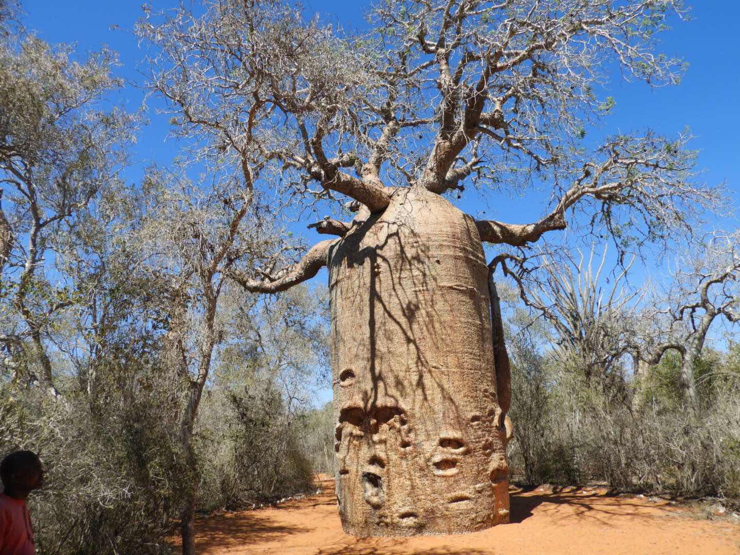 Baobab Reniala Madagascar