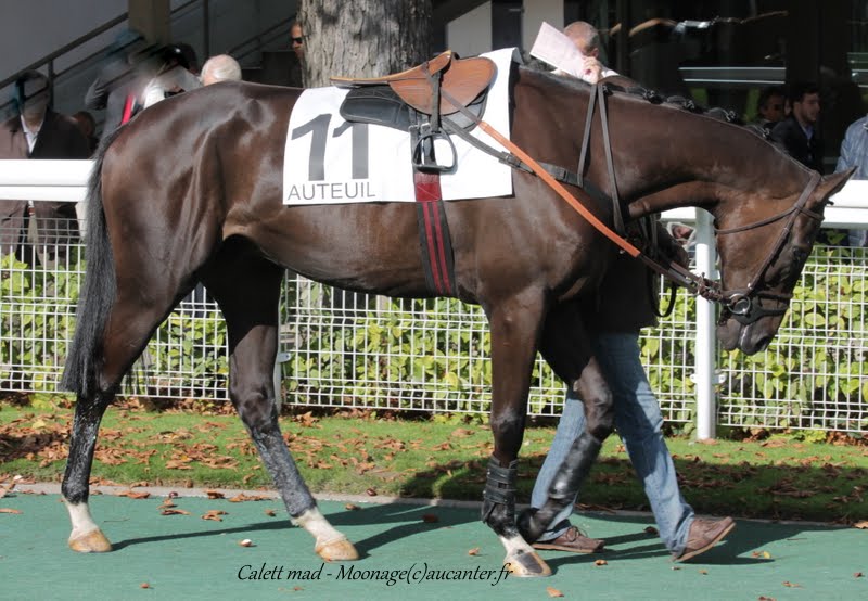 Photos Auteuil 26-09-2015 IMG_4131